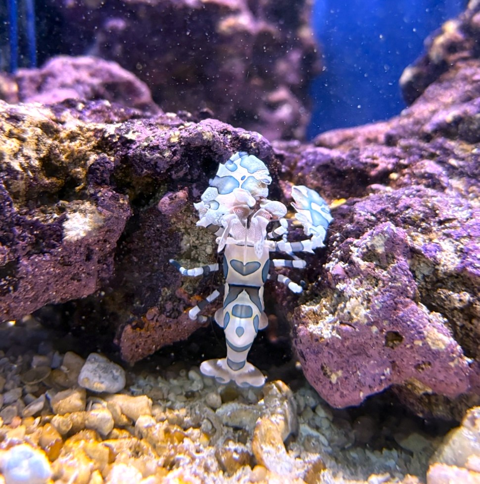 フリソデエビ　背中